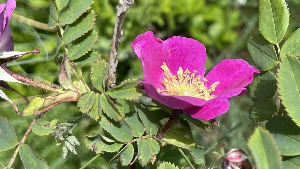 Rosier de France - Rosa Gallica