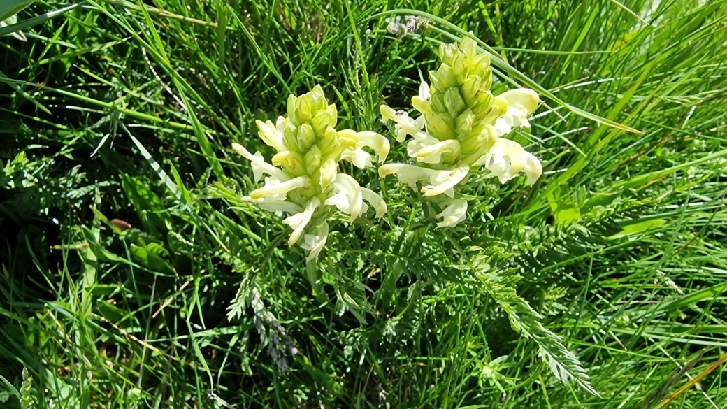 Pédiculaire Chevelue - Pedicularis Comosa