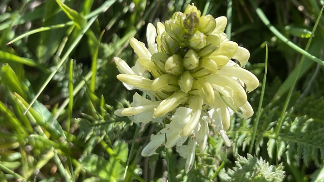 Pédiculaire Chevelue - Pedicularis Comosa