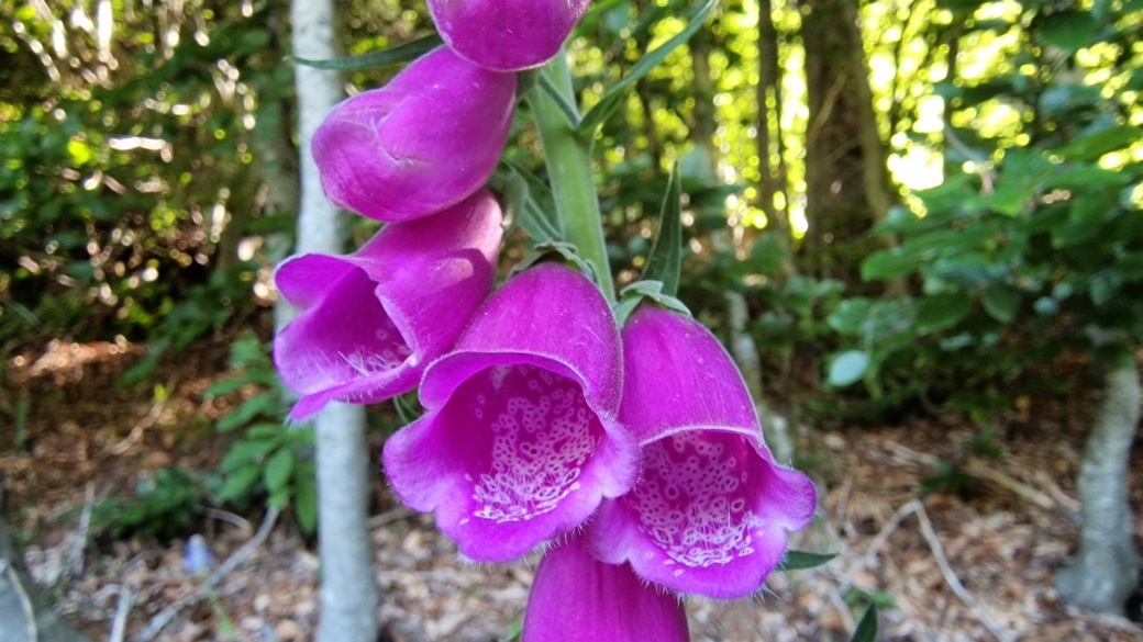 Digitale Pourpre - Digitalis Purpurea