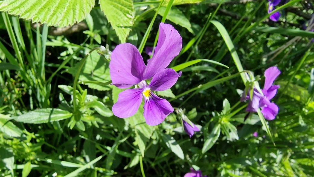 Pensée Jaune - Viola Lutea
