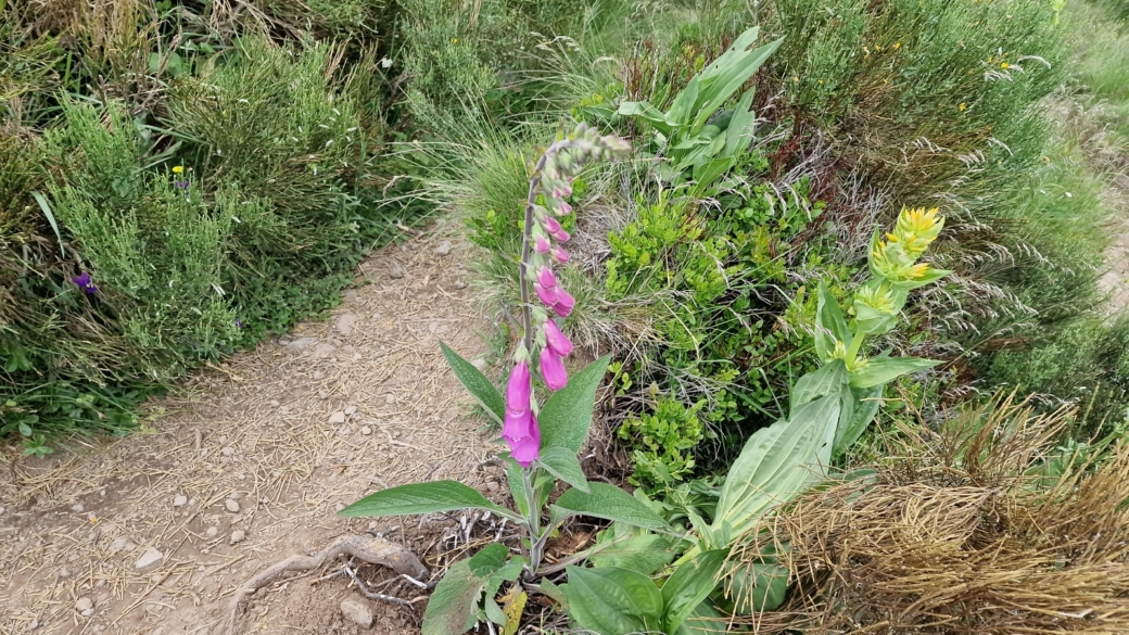 Digitale Pourpre - Digitalis Purpurea