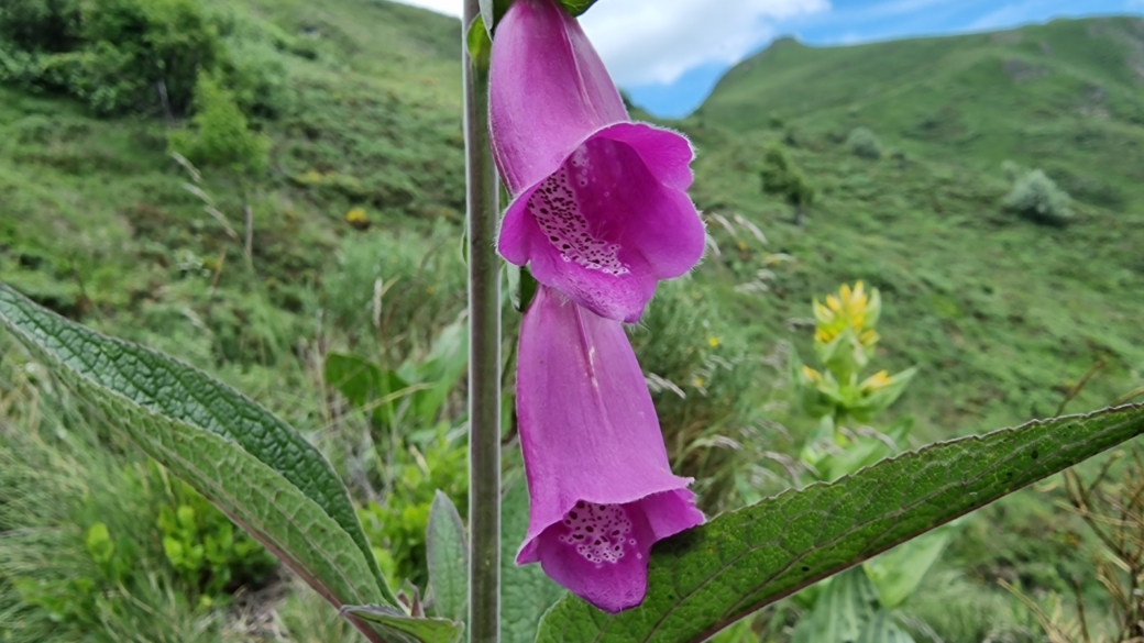 Digitale Pourpre - Digitalis Purpurea