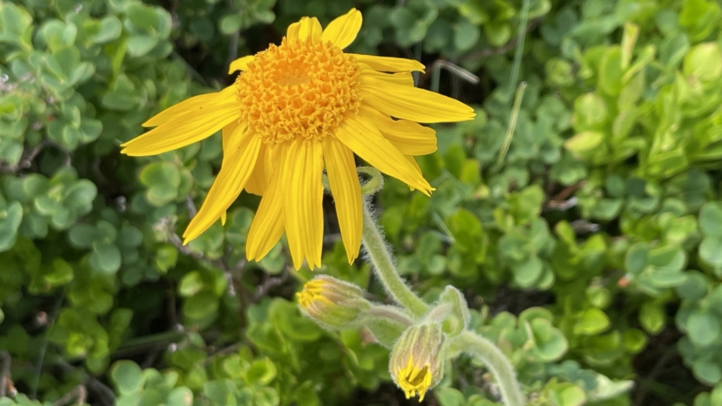 Séneçon Doronic - Senecio Doronicum