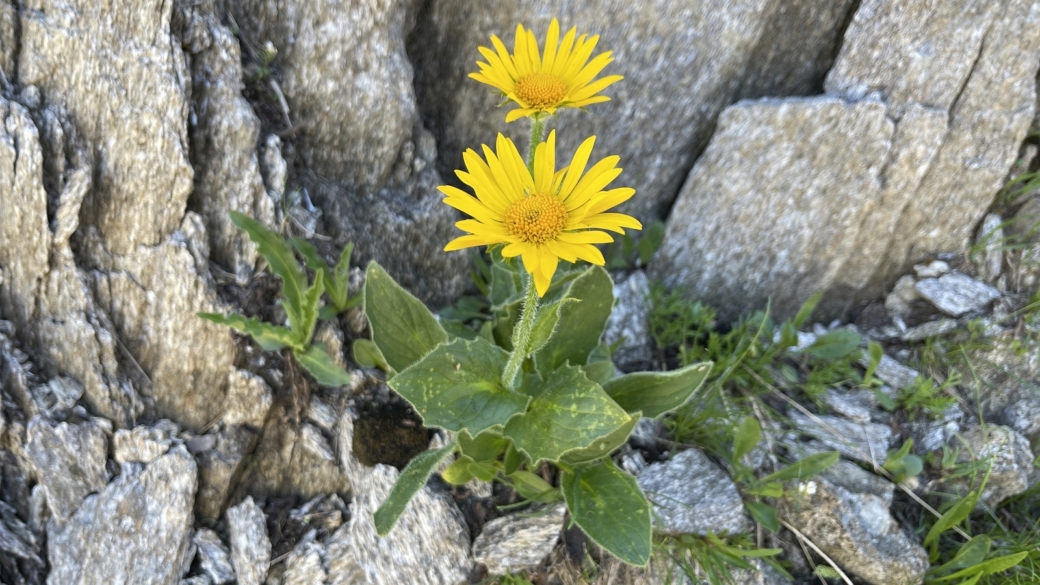 Doronic Calcifuge - Doronicum Clusii