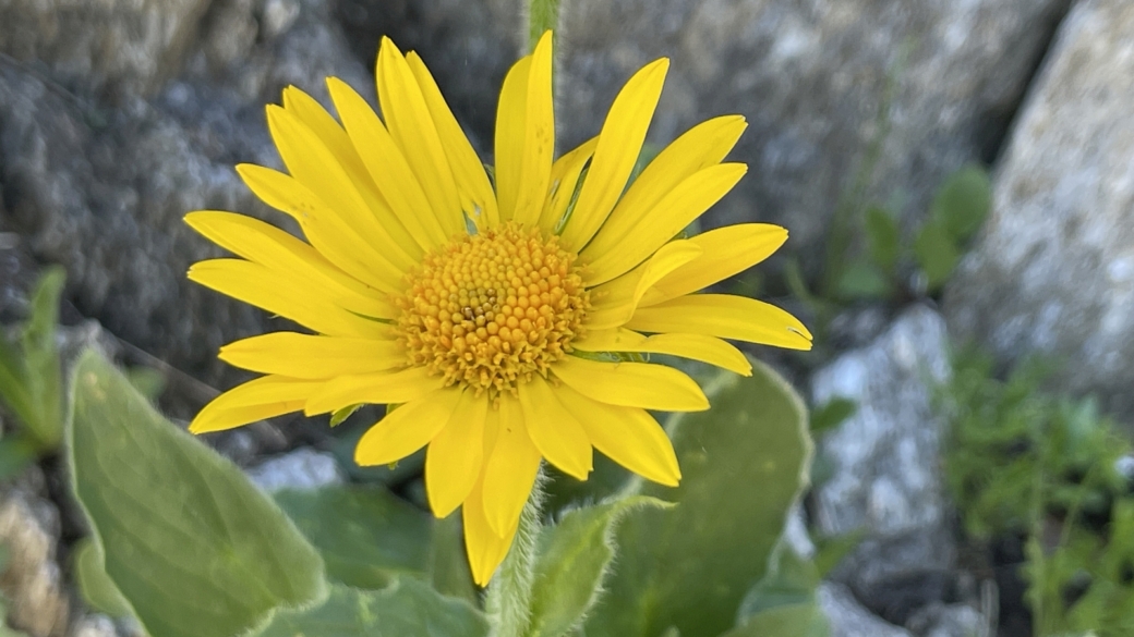Doronic Calcifuge - Doronicum Clusii