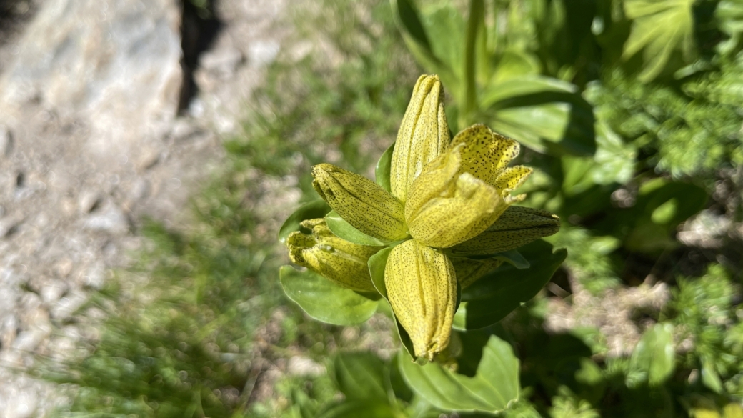 Gentiane Ponctuée - Gentiana Punctata