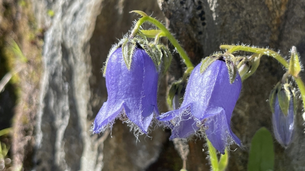 Campanule Barbue - Campanula Barbata