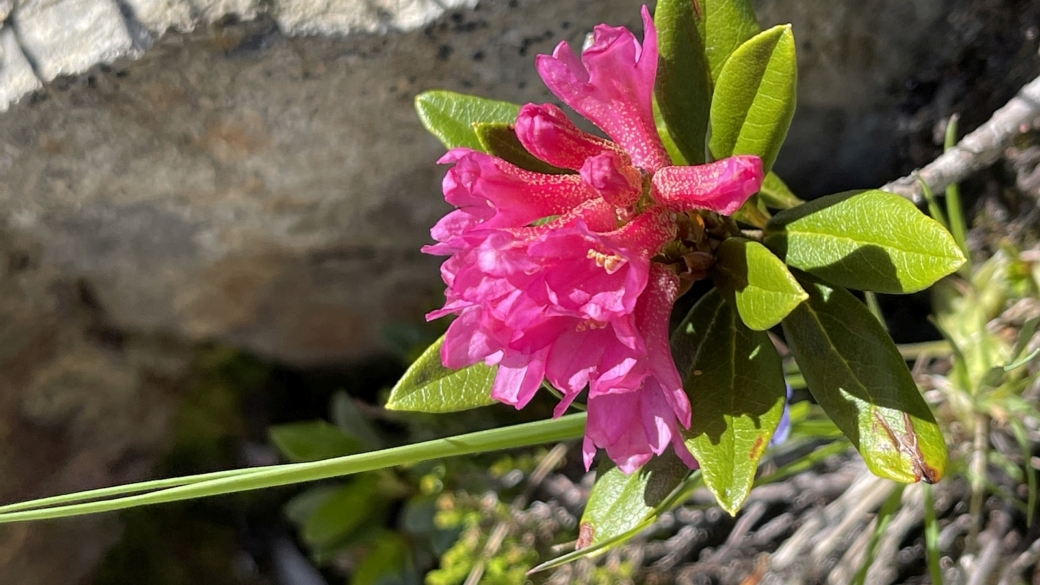 Rhododendron Ferrugineux - Rhododendron Ferrugineum