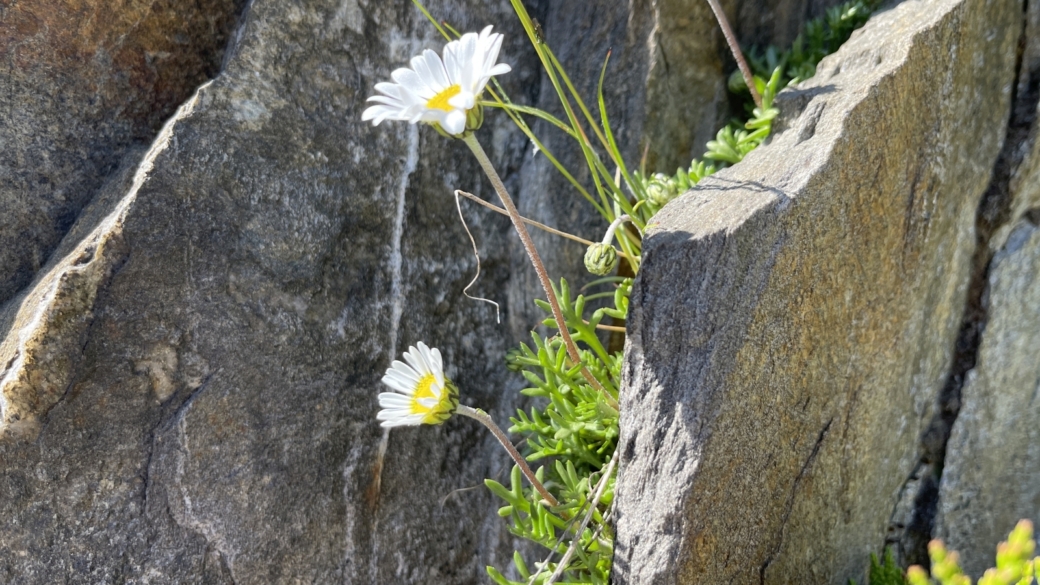 Marguerite des Alpes - Leucanthemopsis Alpina