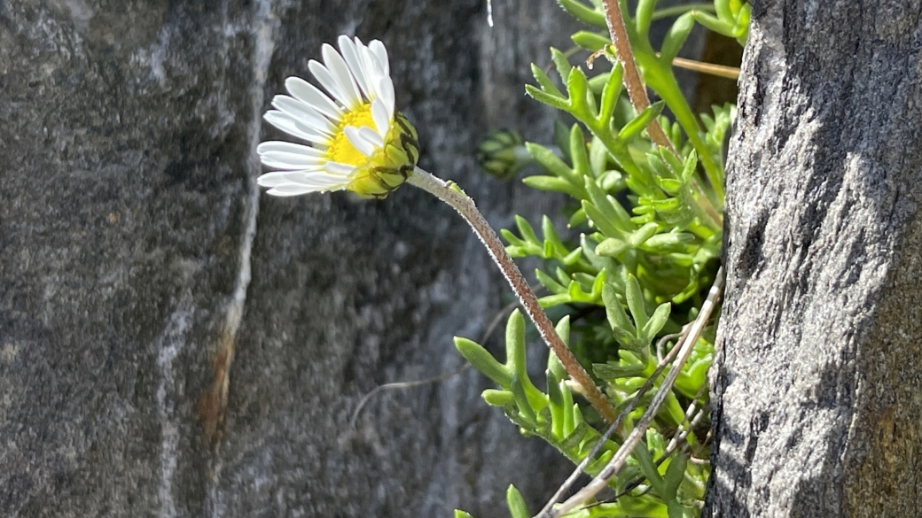 Marguerite des Alpes - Leucanthemopsis Alpina