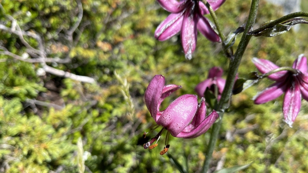 Lis Martagon - Lilium Martagon