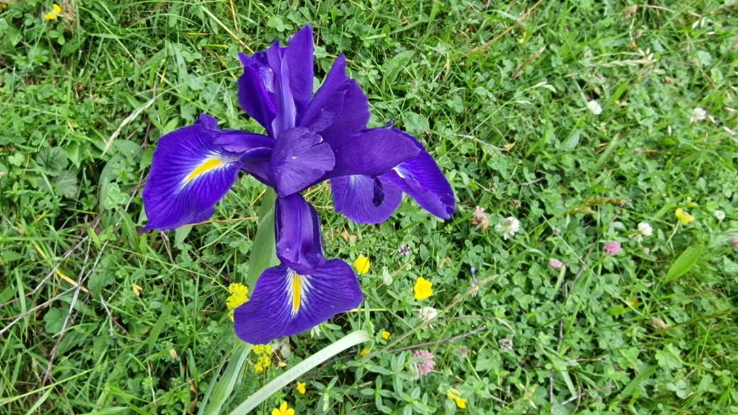 Iris des Pyrénées - Iris Latifolia