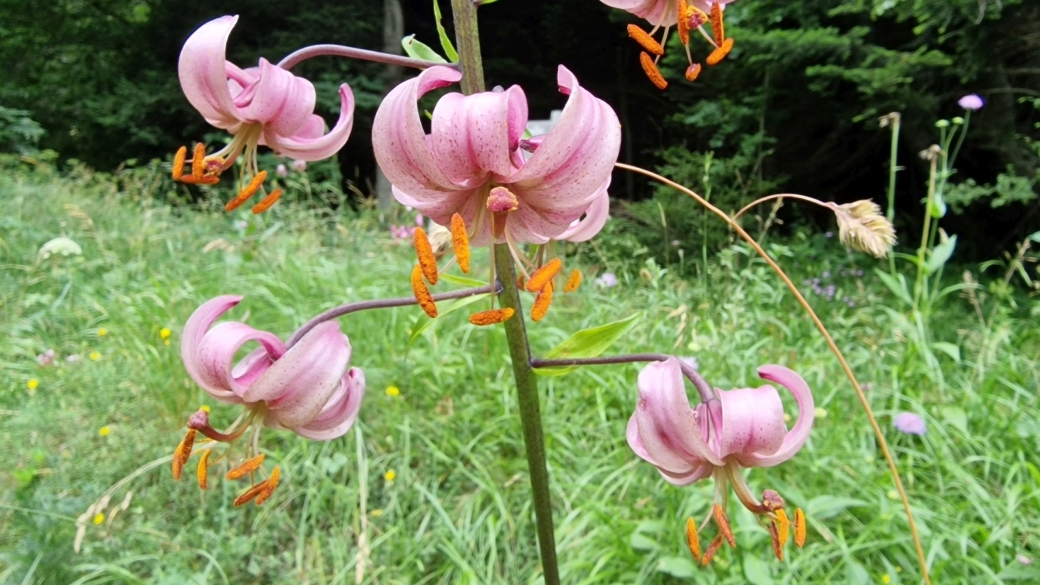 Lis Martagon - Lilium Martagon