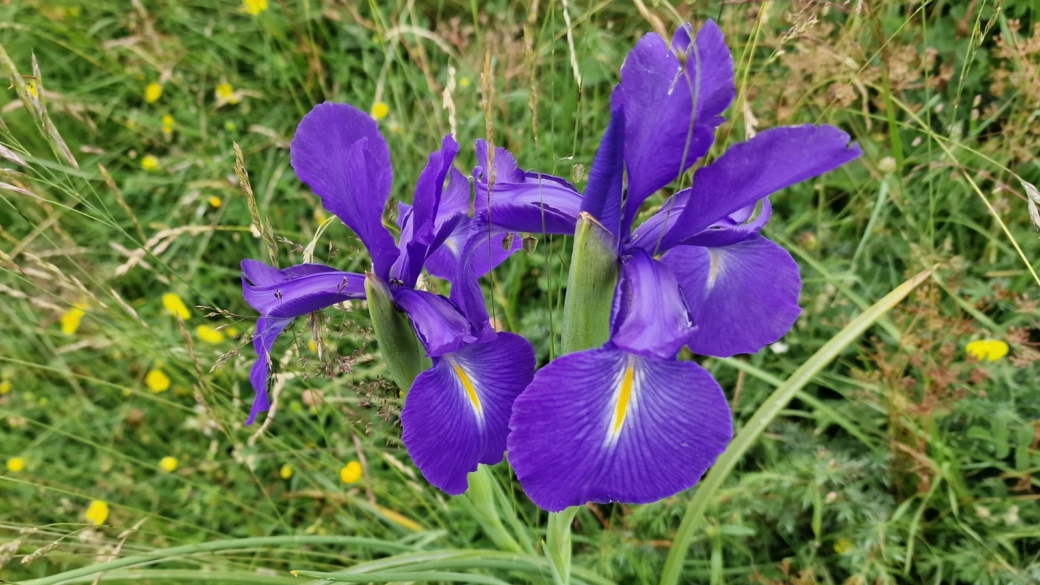 Iris des Pyrénées - Iris Latifolia