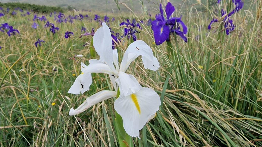 Iris des Pyrénées - Iris Latifolia