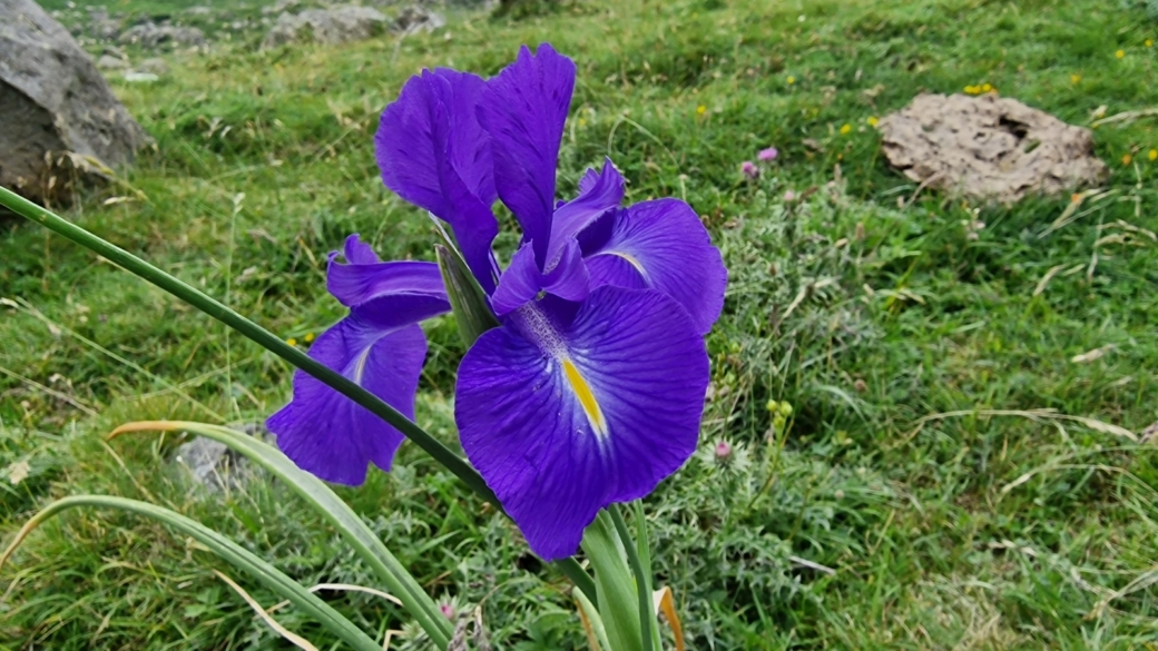 Iris des Pyrénées - Iris Latifolia