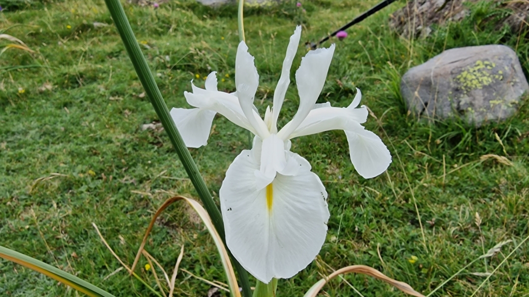 Iris des Pyrénées - Iris Latifolia