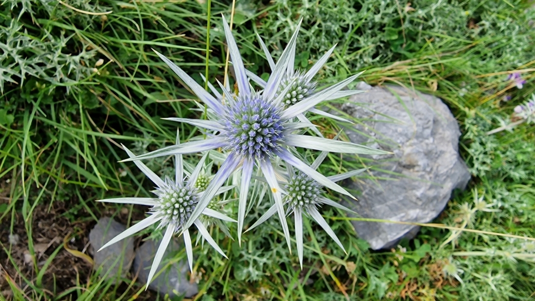 Panicaut de Bourgat - Eryngium Bourgatii