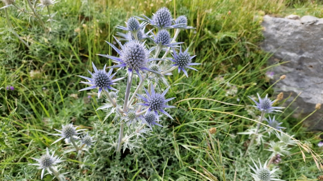 Panicaut de Bourgat - Eryngium Bourgatii