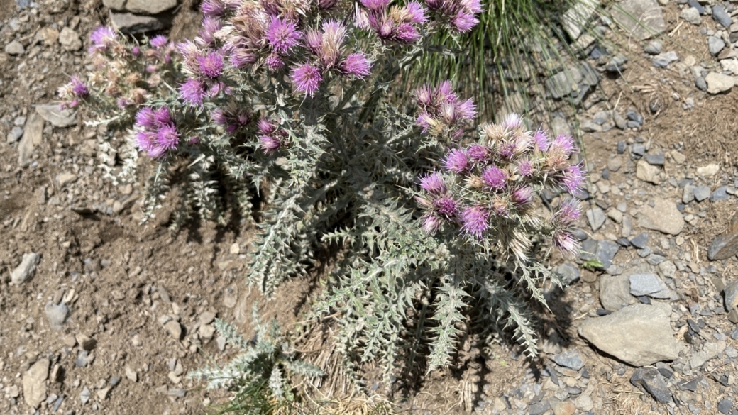 chardon fausse Carline -Carduus carlinoides