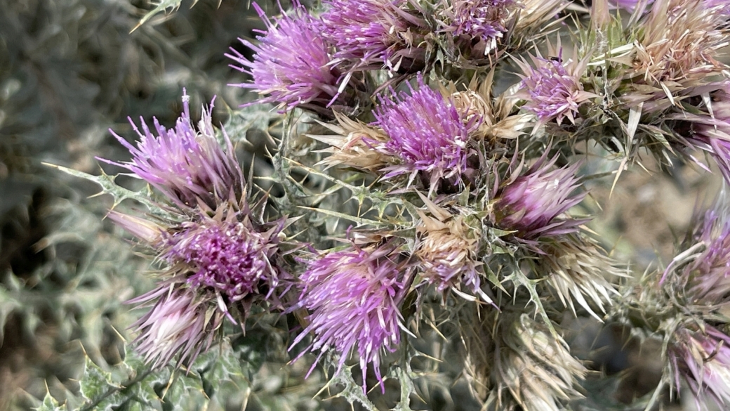 chardon fausse Carline -Carduus carlinoides