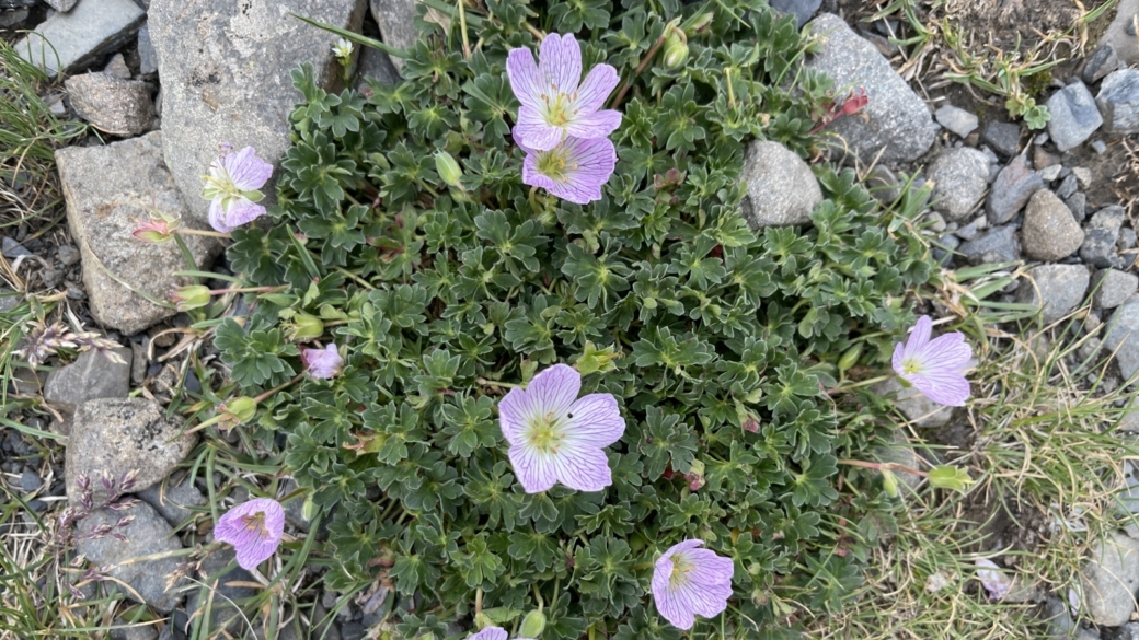 Géranium Cendré - Geranium Cinereum
