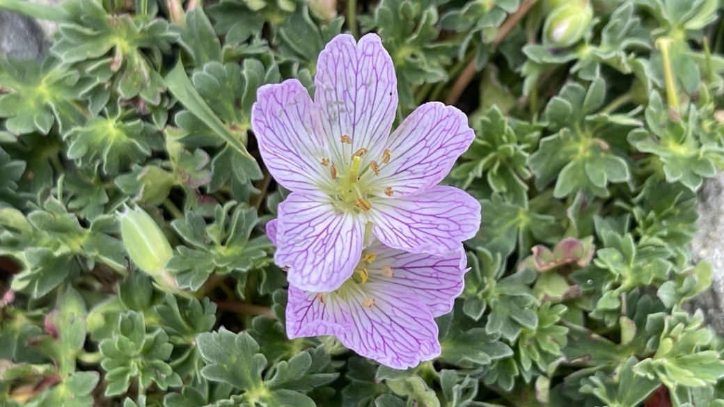 Géranium Cendré - Geranium Cinereum