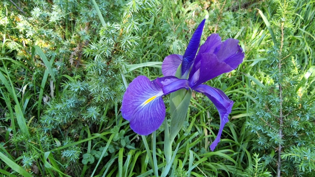 Iris des Pyrénées - Iris Latifolia