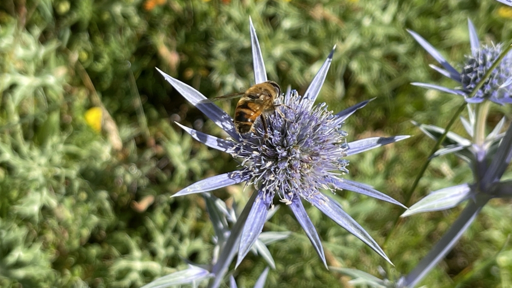 Panicaut de Bourgat - Eryngium Bourgatii