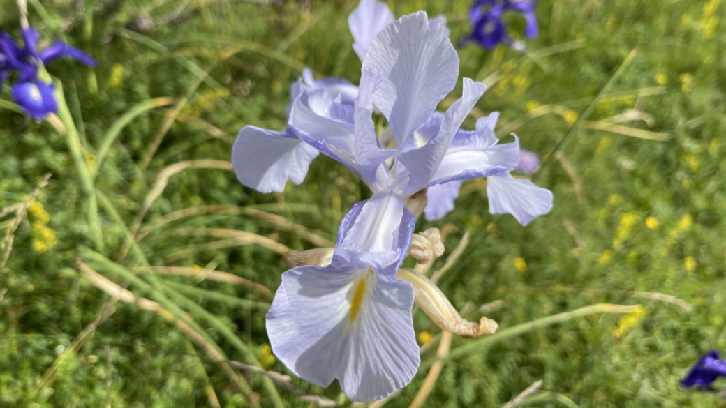 Iris des Pyrénées - Iris Latifolia