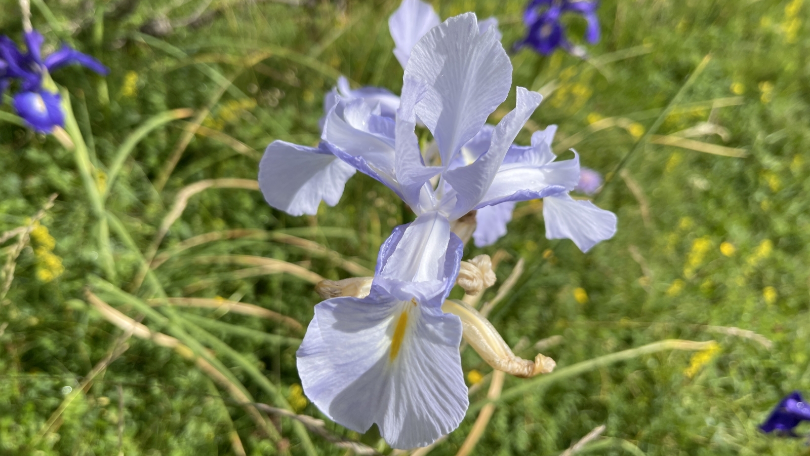 Iris des Pyrénées – Iris Latifolia