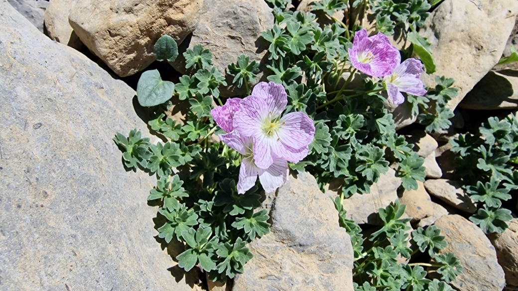 Géranium Cendré - Geranium Cinereum