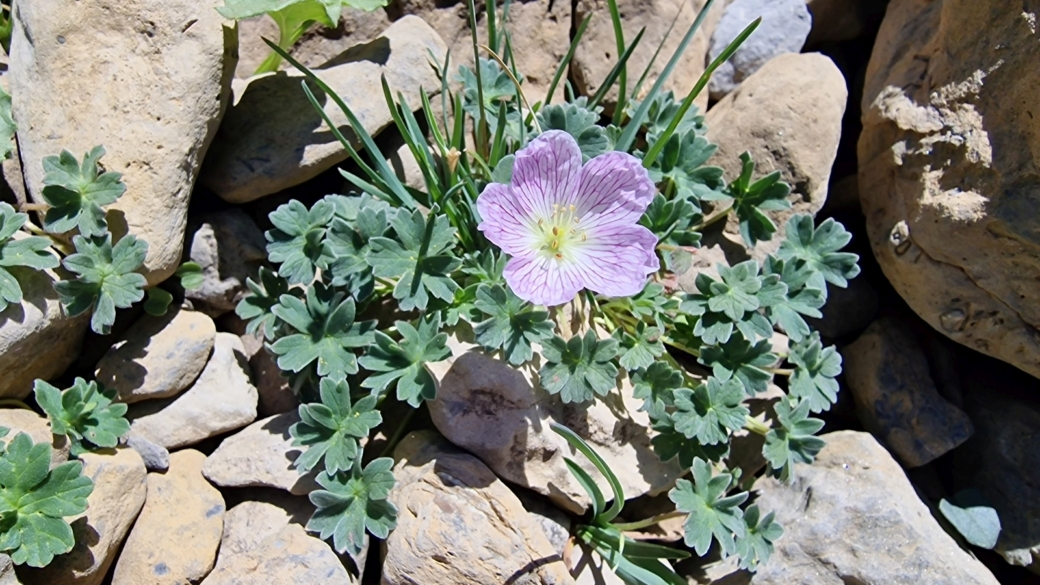 Géranium Cendré - Geranium Cinereum