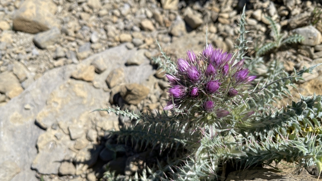 Chardon fausse Carline -Carduus carlinoides
