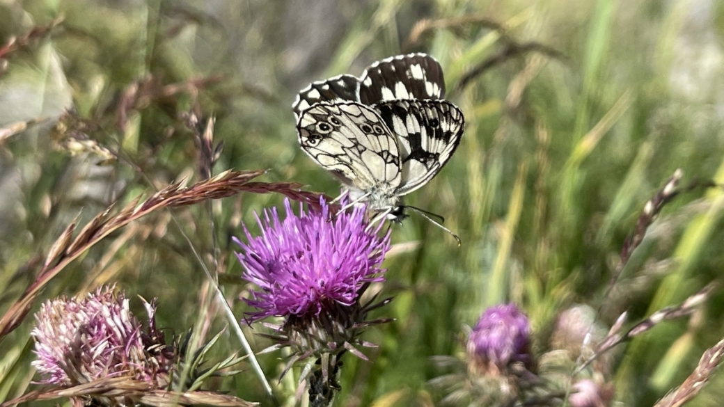 Chardon à Feuilles de Carline - Carduus Defloratus