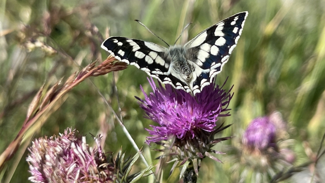 Chardon à Feuilles de Carline - Carduus Defloratus