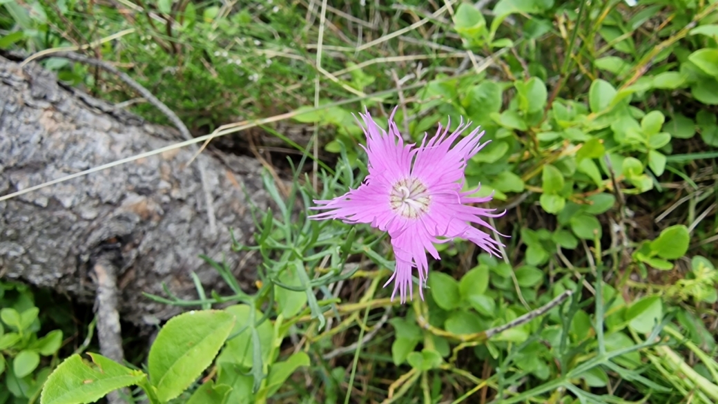 Oeillet de Montpellier - Dianthus Hyssopifolius