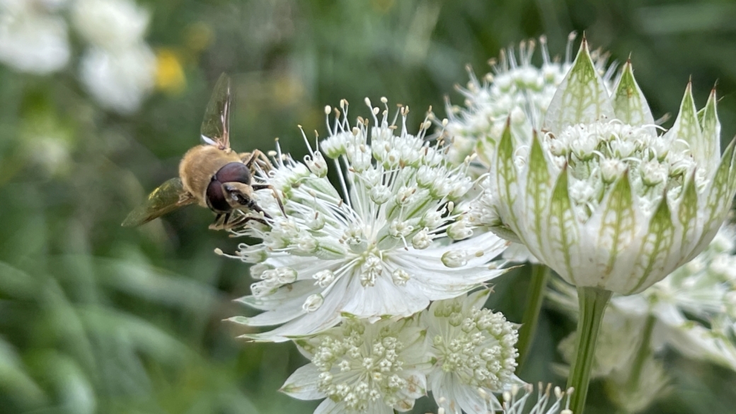 Grande Astrance - Astrantia Major
