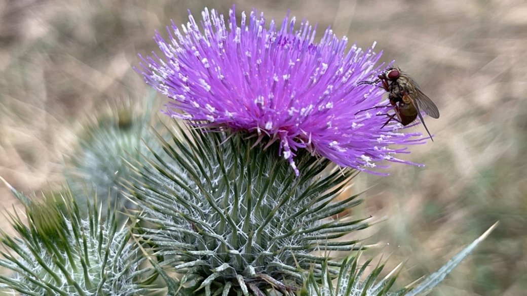 Cirse Commun - Cirsium Vulgare