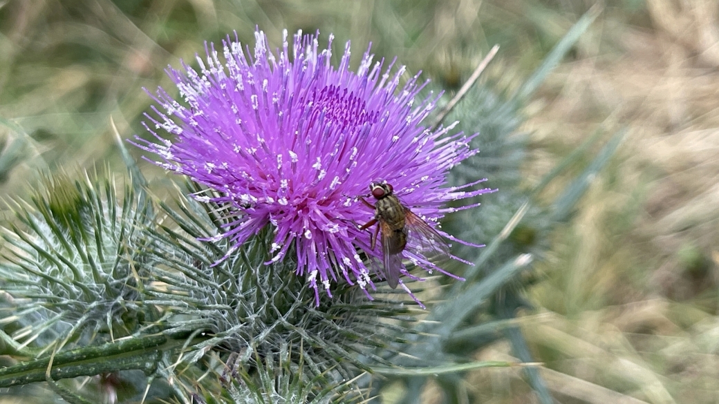 Cirse Commun - Cirsium Vulgare
