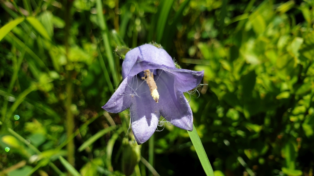 Campanule Barbue - Campanula Barbata