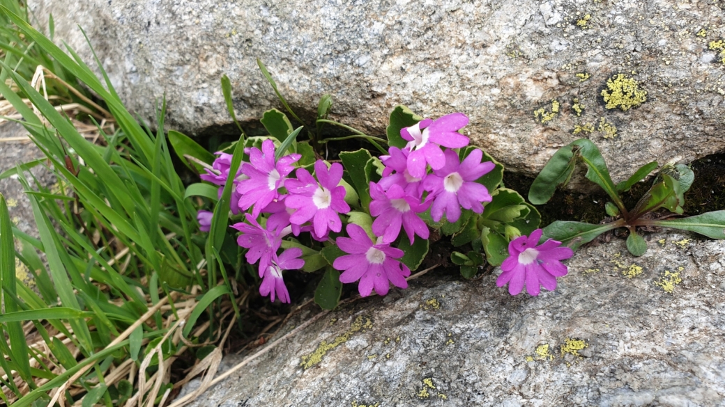 Primevère à Gorge blanche - Primula Hirsuta