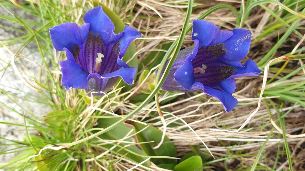 Gentiane Acaule - Gentiana Acaulis