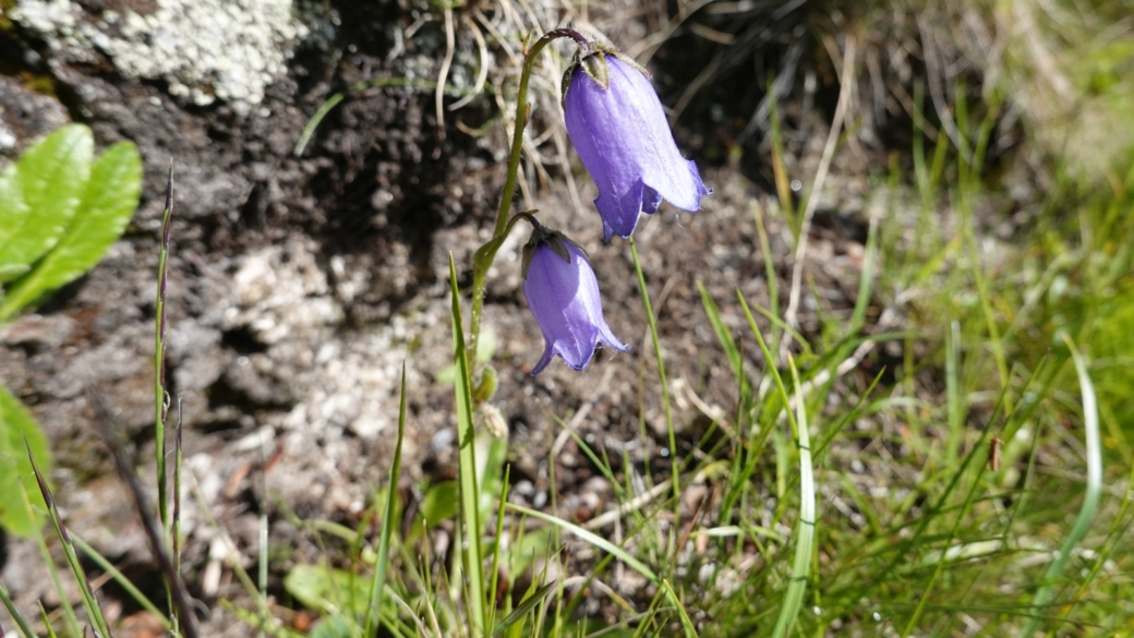 Campanule Barbue - Campanula Barbata