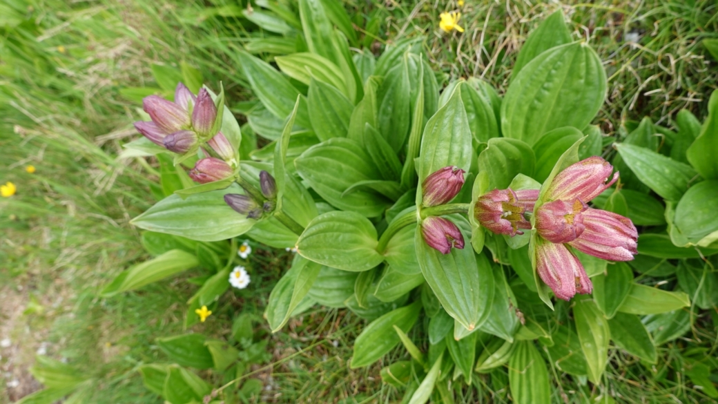Gentiane Pourpre - Gentiana Purpurea