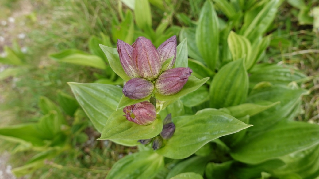 Gentiane Pourpre - Gentiana Purpurea