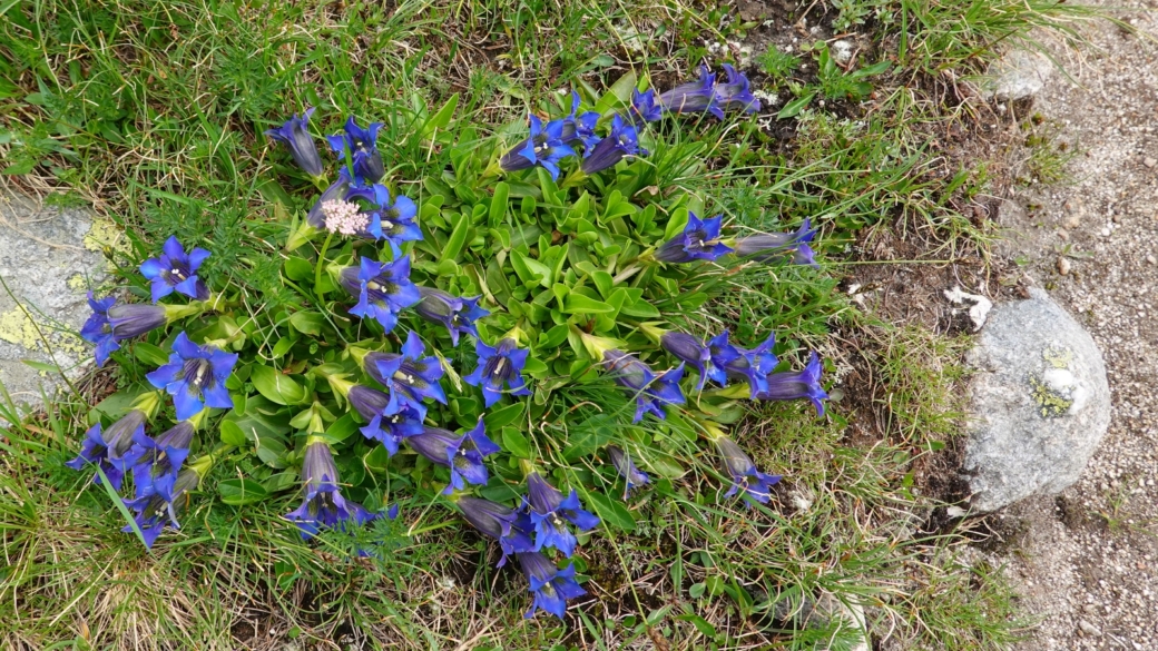 Gentiane Acaule - Gentiana Acaulis