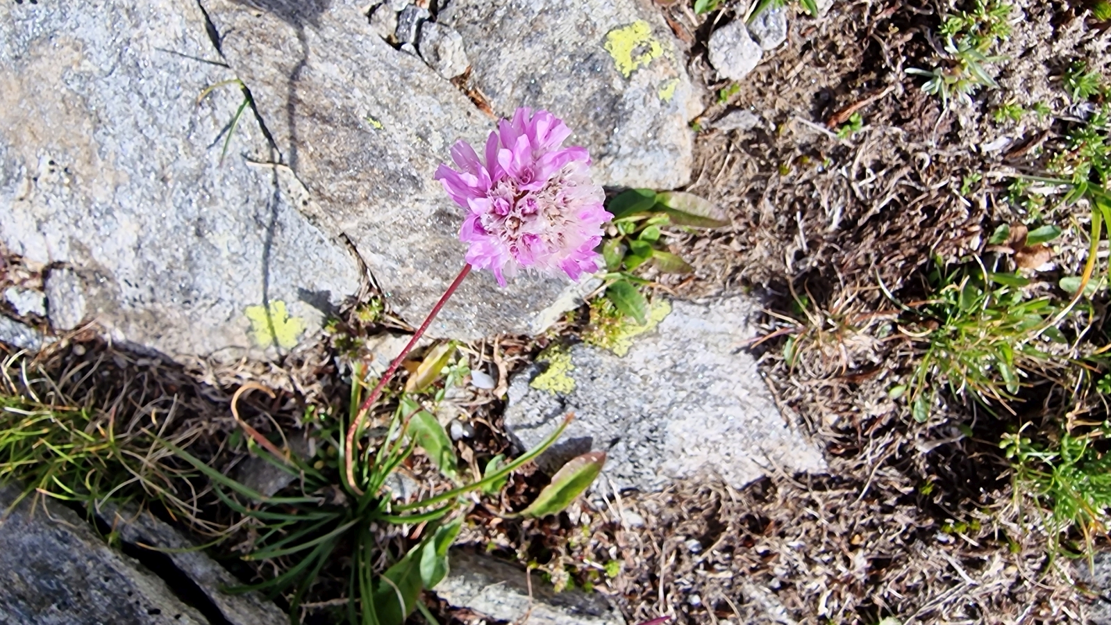 Arméria des Alpes – Armeria Alpina