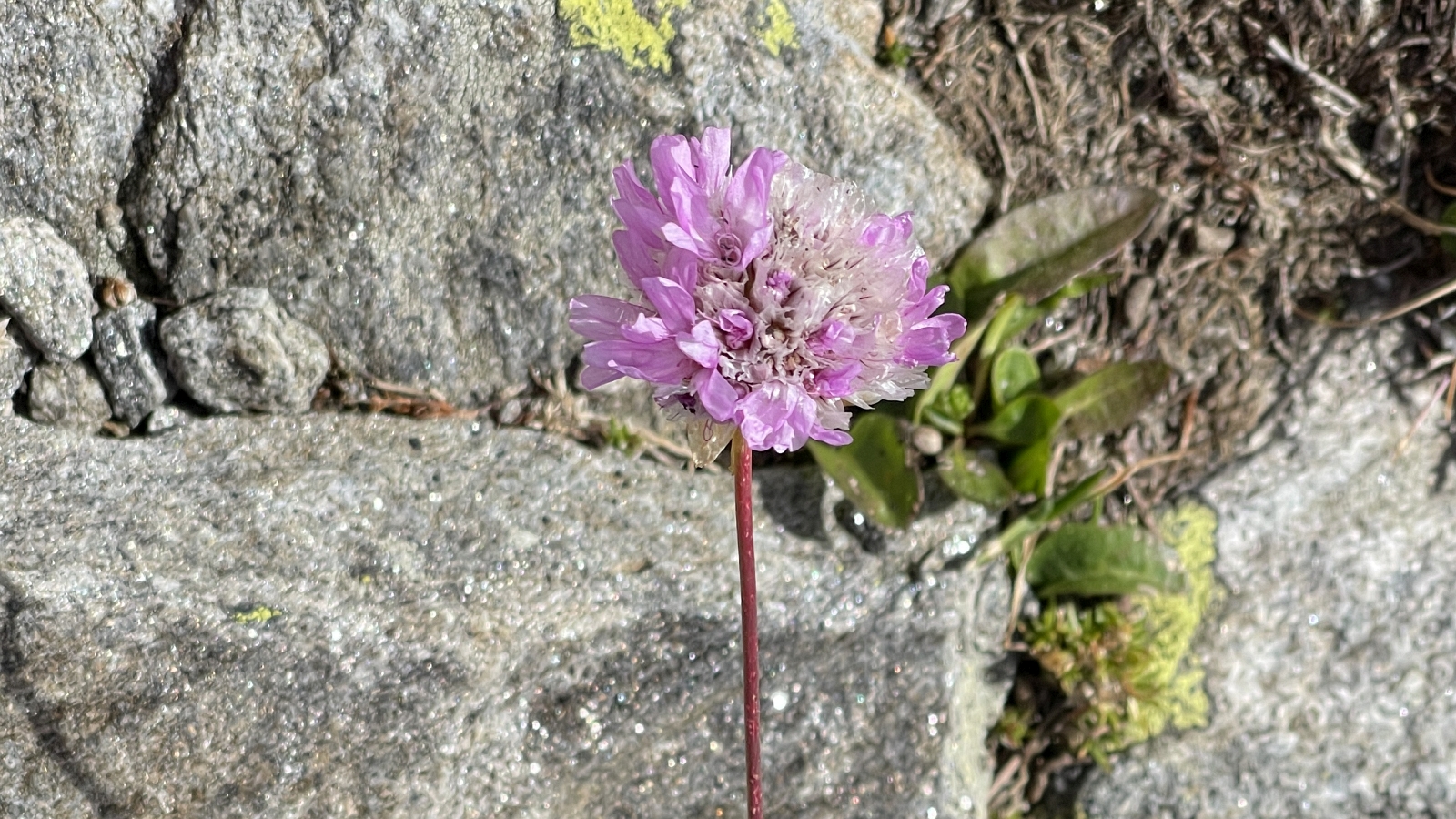 Arméria des Alpes – Armeria Alpina